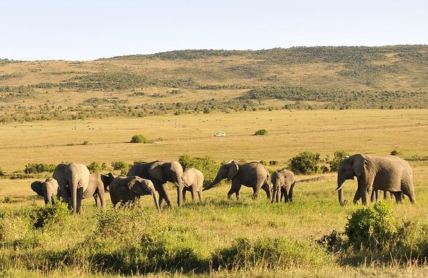 3 Day 2 Nights Maasai Mara Safari