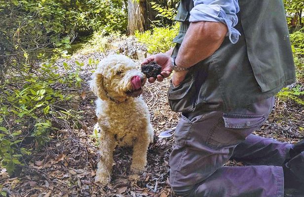 Luck and Patience: truffle hunting in Tuscany