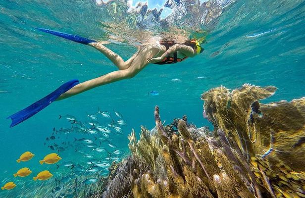 Puerto Morelos Reef Snorkeling Tour with Lunch & Hotel Pickup