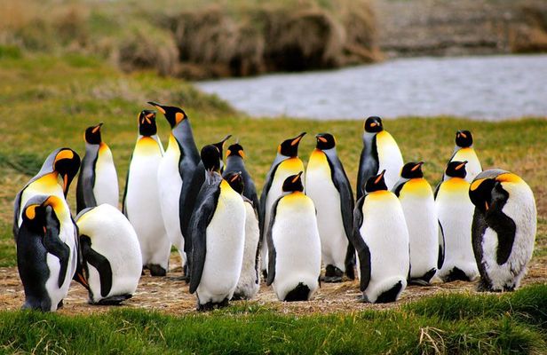 King Penguin Nature Reserve - Tierra del Fuego Island