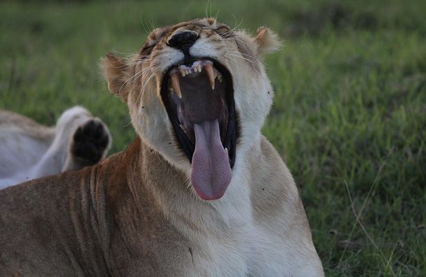 Day Trip to Ngorongoro Crater from Arusha