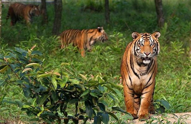 Dive deep into the wild wonders of Sundarban.