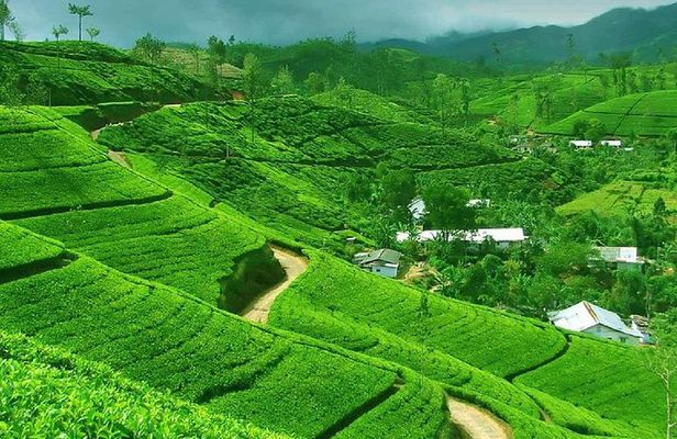 From kandy: Nuwara Eliya Private Day tour with Ambuluwawa Tower
