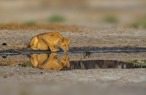 4-Day Serengeti, Olduvai Gorge and Ngorongoro Safari from Mwanza to Arusha
