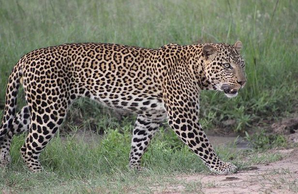 04 Nights 05 Days Camping Safari