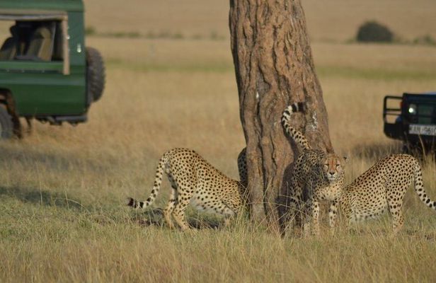 5 Days Highlights of Kenya