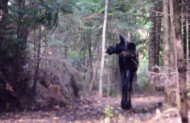 4-Day Canadian Camping Road Trip ("Moose On The Loose")