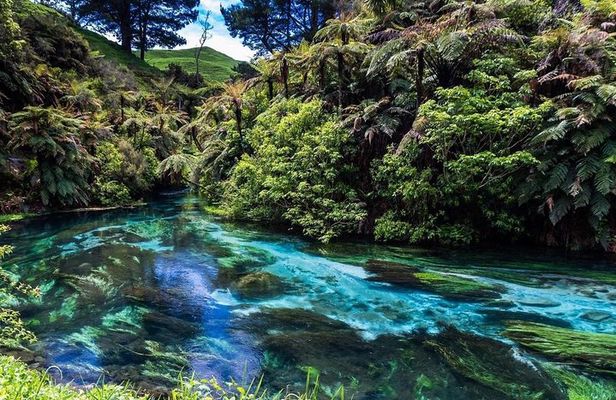 Redwood Forest , Blue Springs & Huka Falls Day Tour from Auckland