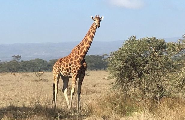 7 Days Adventurous Maasai Mara – Naivasha – Nakuru – Amboseli