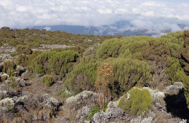 1 Day Kilimanjaro Climb via Machame Route