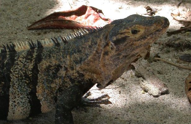 Adventure in Manuel Antonio Beach & Park Day Tour from San José 