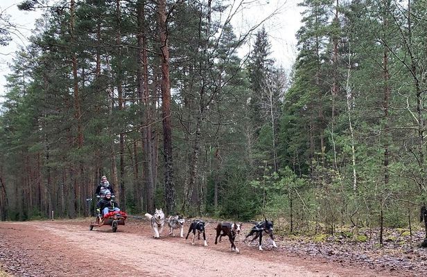 Ultimate Husky dog sledding experience in Latvia - Private tour from Riga
