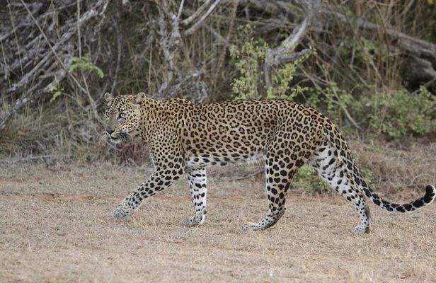Yala Safari Jeep tour with Abraham Travel