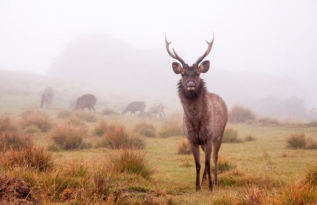 Horton Plains Day Tour with Short Train Journey from Ella
