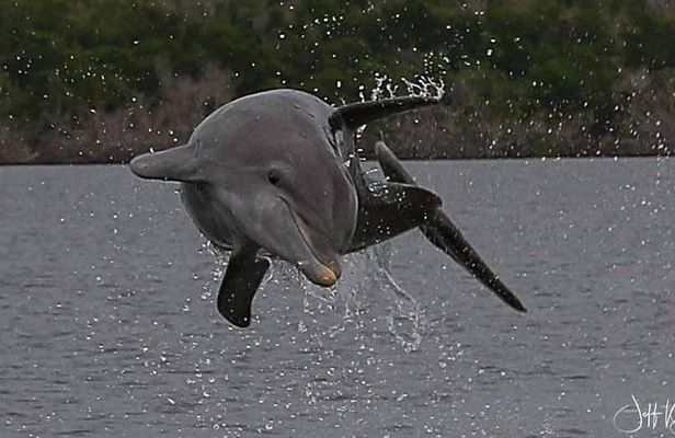 Marco Island: 2-Hour Dolphin, Birding, and Shelling Tour
