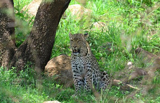 African Safari in Pilanesberg National Park - 1 day adventure