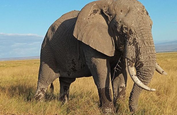 3 Days Amboseli National Park
