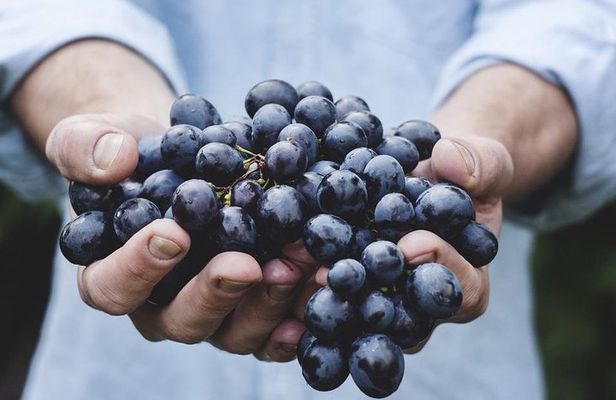 Moldova Wine Experience – Château Purcari & Asconi Winery