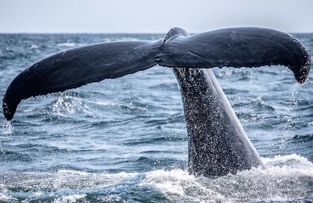 2-Hour Whale Watching from Oahu