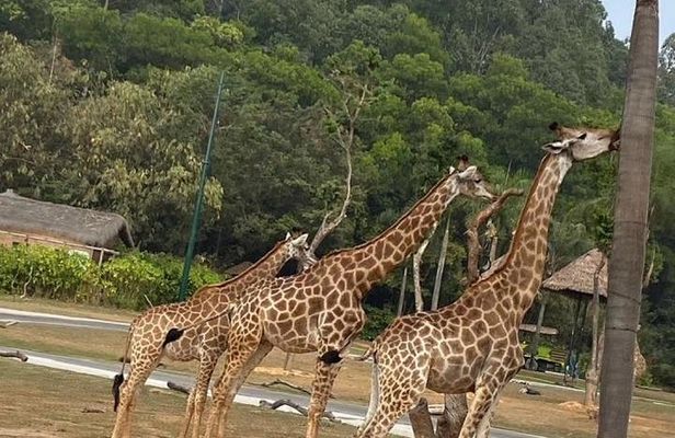 See Panda Guangzhou Chimelong Safari Park and Circus Private Tour