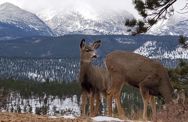 Lower Valley Tour RMNP