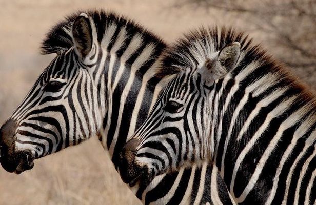 Luxury 5-Day Lesotho, Drakensberg & Safari Tour from Durban