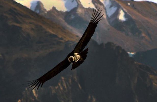 The Condor Canyon in Chonta 1 Day - Private Service