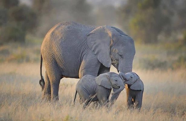 4 days Tarangire, Serengeti & Ngorongoro