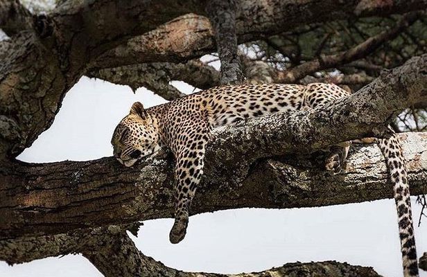 3 Days Tarangire, Ngorongoro Craeter & Lake Manyara