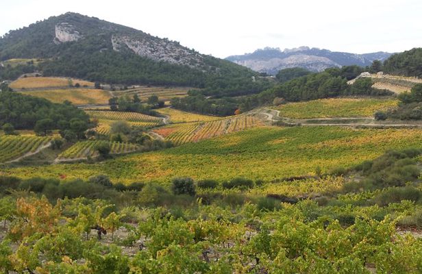 Provence Cru Wine Small-Group Half-Day Tour from Avignon