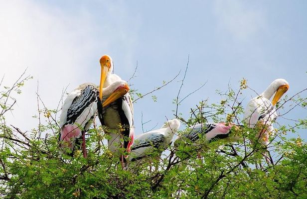 7 - Days Private Golden Triangle Tour with Bird Sanctuary