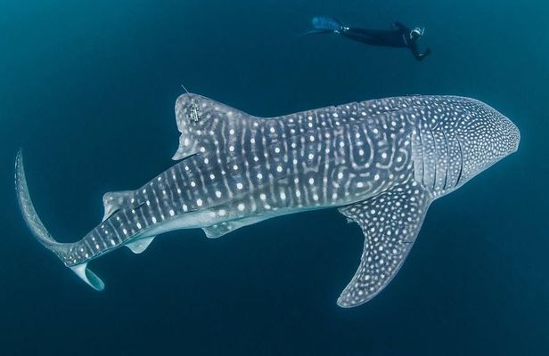 Whale Shark Watching with Sumilon Sandbar and Kawasan Falls Tour