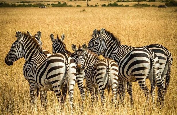 3-Day Safari to Tarangire, Lake Manyara & Ngorongoro(Mid-range)