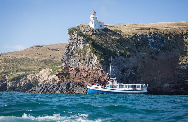 City to Sea Wildlife Cruise + Peninsula Bus Tour