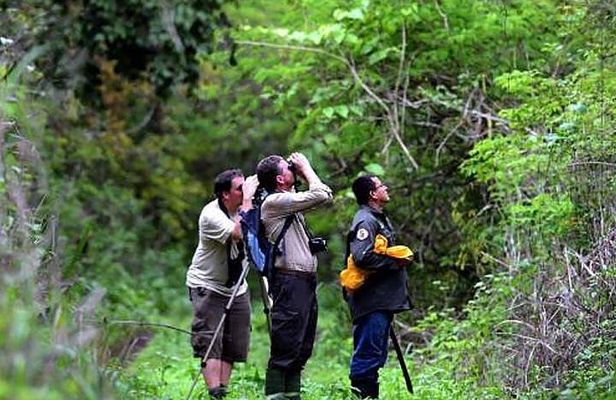Half Day Birdwatching in Cerro Blanco from Guayaquil