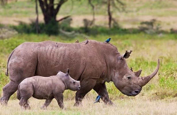 Nairobi National Park Game Drive With Free Pick Up Group Joining