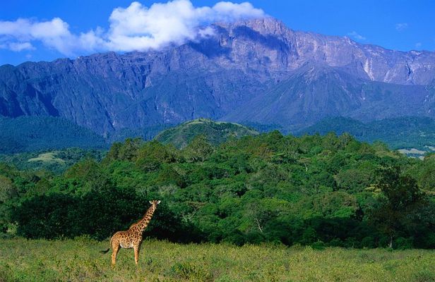 1 Day: Arusha National Park