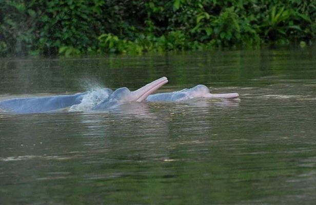 Amazon Discovery 4 Days and 3 Nights pacaya-samiria reserve