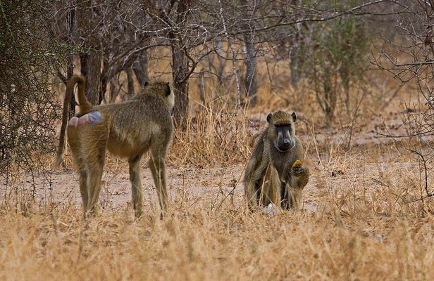 2 Day: Tarangire and Ngorongoro Crater