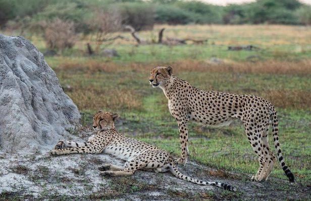 06 Days Etosha, Swakopmund and Sossusvlei | Self Drive Lodge