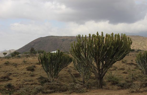 Meserani Snake Park Guided Day Tour in Arusha