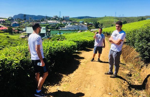 Explore Nuwara Eliya - Waterfall & Tea Factory Tour