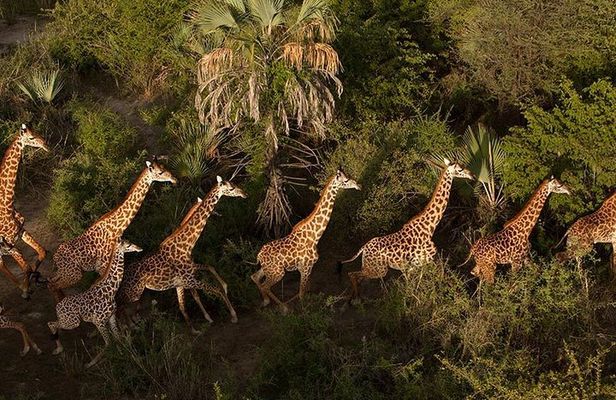 3 Day: Tarangire, Ngorongoro Crater and Lake Manyara N.P