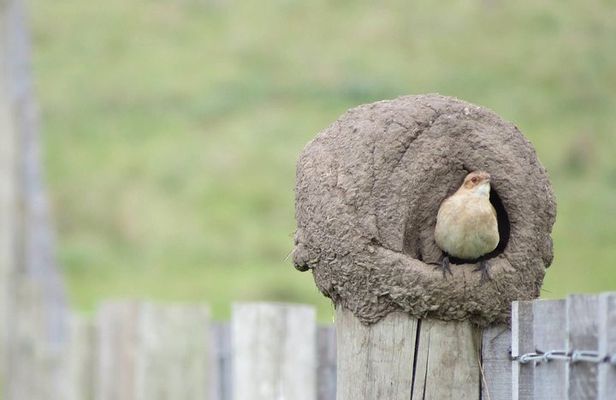Full Day Birdwatching and Nature Tour