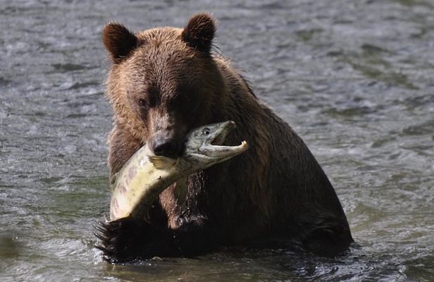 Full Day Grizzly Bear Tour to Bute Inlet