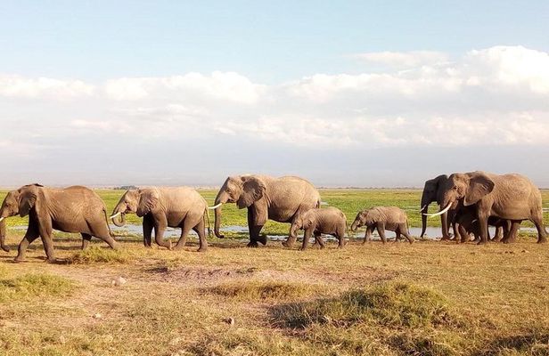 Tsavo And Amboseli National Park 3 days safari