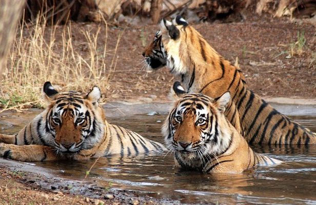 6 Days Golden Triangle Tour with Ranthambore: Delhi Agra Jaipur Ranthambore Tour