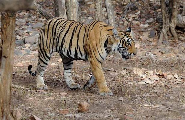4 Days Golden Triangle Tour with Ranthambore Tiger Safari