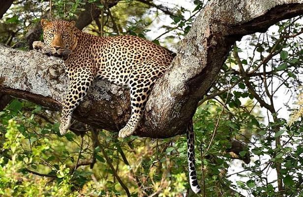 Maasai mara & Lake Nakuru National park tour