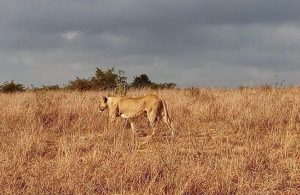 Lake Nakuru National park Express Day Trip 